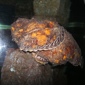 Stonefish