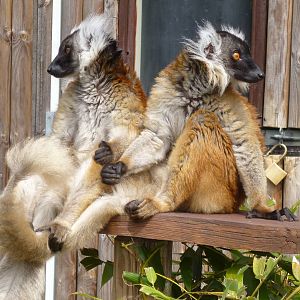 Female black lemurs