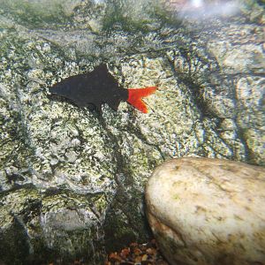 Red-tailed Black Shark