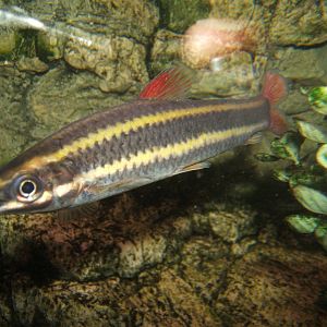Striped Anostomus (Anostomus anostomus)
