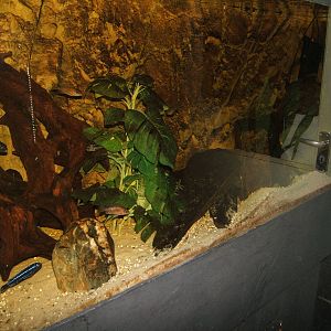 View of Lake Malawi tank