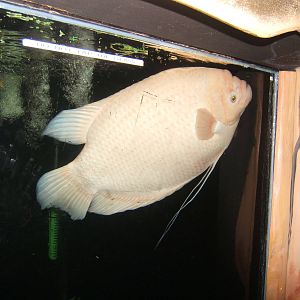 Giant Gourami