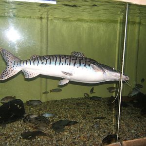 Tiger Shovel-nosed Catfish