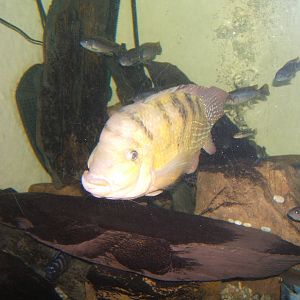 Harlequin Cichlid