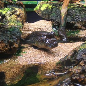 Mudskipper