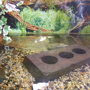 Chinese Soft-shelled Turtle