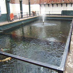 View of Koi pool,that used to be a swimming pool