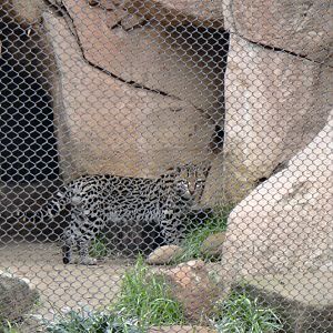 Ocelot at Dallas zoo 2015-03-12