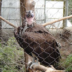 Lappet-faced vulture at Dallas zoo 2015-03-12