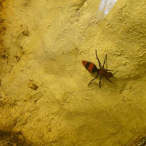 Velvet Ant at Dallas zoo 2015-03-12