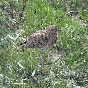 Cape Thick-knee at Dallas zoo 2015-03-12