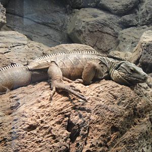 Grand Cayman Rock Iguana at Dallas zoo 2015-03-12