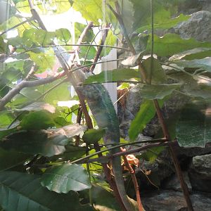 Panther Chameleon at Dallas zoo 2015-03-12