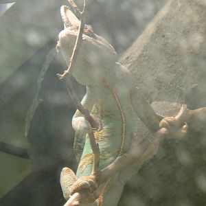 Veiled Chameleon at Dallas zoo 2015-03-12