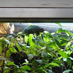 Jackson's Chameleon at Dallas zoo 2015-03-12