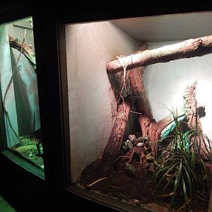 May. 2015 - Dragons! - Green Tree Monitor + Quince Monitor Exhibit