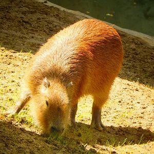 May. 2015 - Wildlife Canyon - Capybara (New Species 2015)