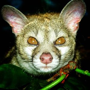 May. 2015 - Jungle Trails - Large-spotted Genet