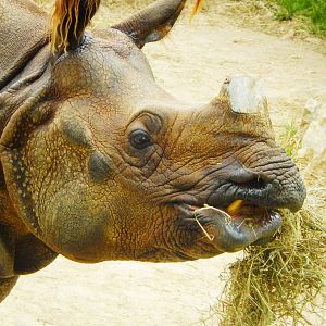 May. 2015 - Rhino Reserve - Manjula (Big News Below)