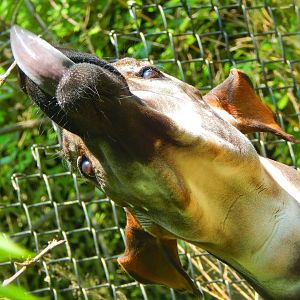 May. 2015 - Rhino Reserve - Kiloro