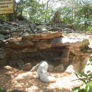 May. 2015 - Lords of the Arctic - Arctic Fox Exhibit