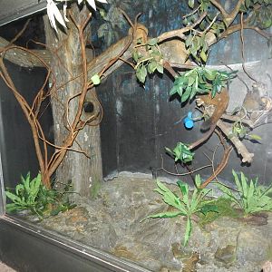 May. 2015 - Jungle Trails - Garnett's Galago Exhibit