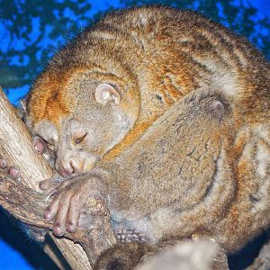 May. 2015 - Jungle Trails - Snoozing Potto