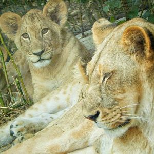 May. 2015 - Africa - Lioness Cub + Imani