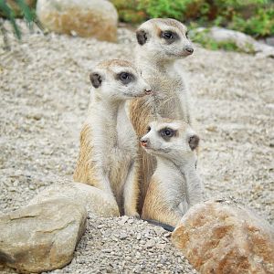 May. 2015 - Africa - Meerkat Family Portrait (New Species 2015)
