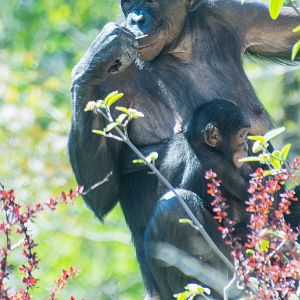 Ana Neema and baby girl Amelia?
