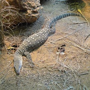 Perentie Monitor at Dallas zoo 2015-03-12