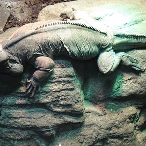 Rhinoceros Iguana at Dallas zoo 2015-03-12