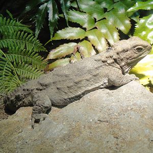 Tuatara at Dallas zoo 2015-03-12