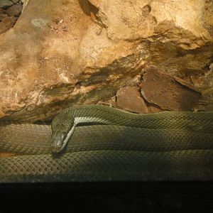 Argentine Racer at Dallas zoo 2015-03-12