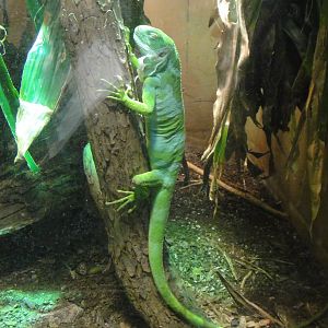 Fiji Island Banded Iguana at Dallas zoo 2015-03-12