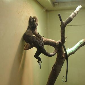 Black Tree Monitor at Dallas zoo 2015-03-12