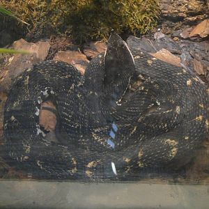 Sharp Nosed Viper at Dallas zoo 2015-03-12