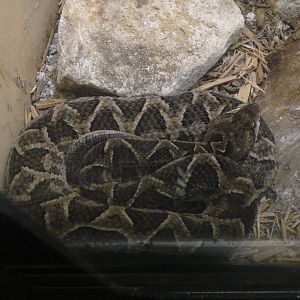 Chaco Lancehead at Dallas zoo 2015-03-12