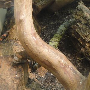 Moellendorff's Ratsnake at Dallas zoo 2015-03-12