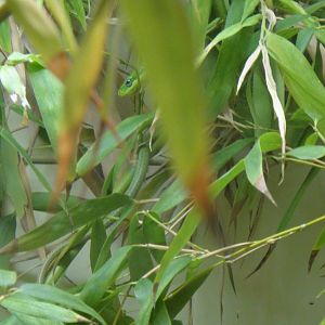 Green Bush Ratsnake at Dallas zoo 2015-03-12