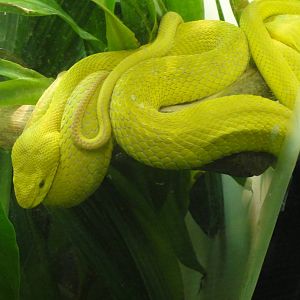 Wetar Island Viper at Dallas zoo 2015-03-12