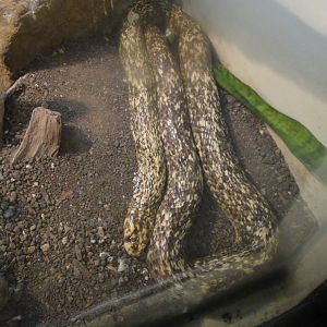 Cape Cobra at Dallas zoo 2015-03-12