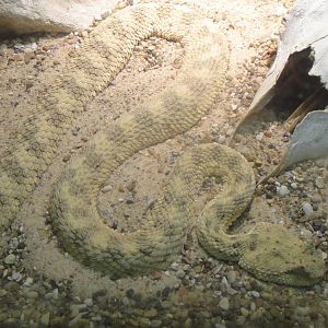 Sahara Horned Viper at Dallas zoo 2015-03-12