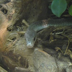 Black Mamba at Dallas Zoo 2015-03-12