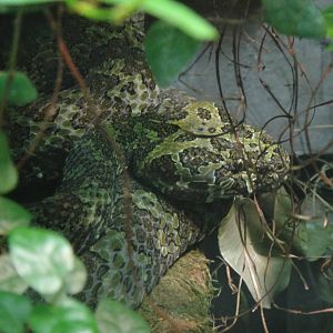 Mangshan Pit Viper at Dallas zoo 2015-03-12