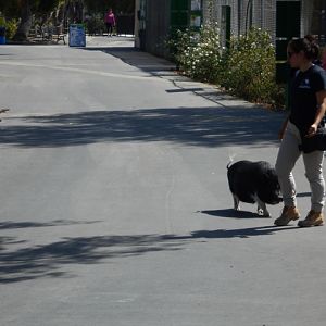 Student keepers with pig