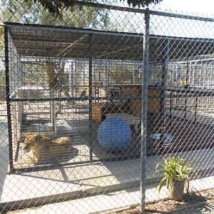Lion cage