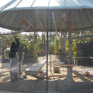 Siamang cage number one
