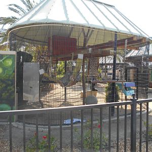 Siamang cage number two