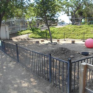Galapagos tortoise yard